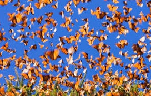 monarch butterflies migration