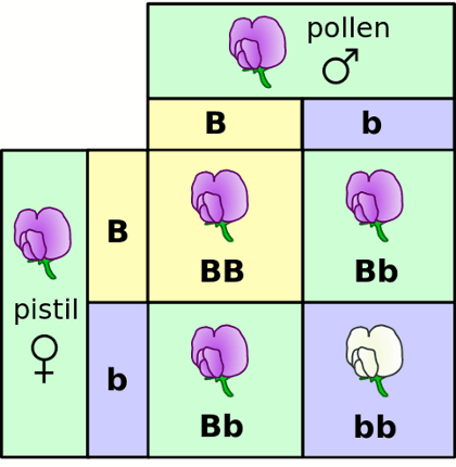 Punnett Square