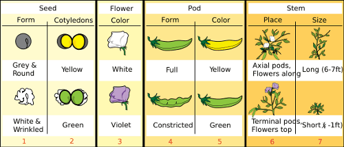 Mendels' seven traits