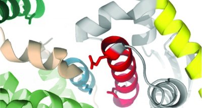 alpha helixes