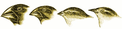 Darwin's Finches