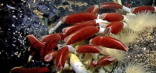 giant tube worms