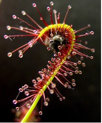 Drosera