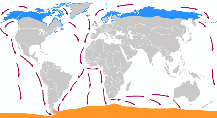 Arctic Tern Habitats and Migration Routes