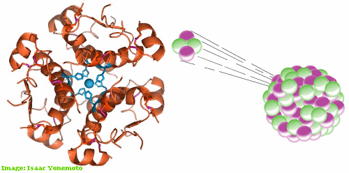 insulin-radioactivity