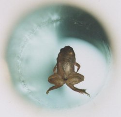 levitating-frog