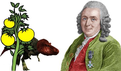 Carolus Linnaeus