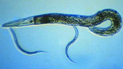 Caenorhabditis elegans C elegans