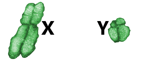 X and Y chromosomes