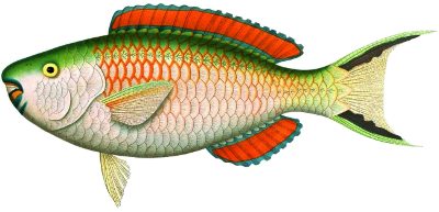 Anaximander ancestor fish