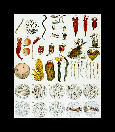 Illustration of Leeuwenhoek's animalcules
