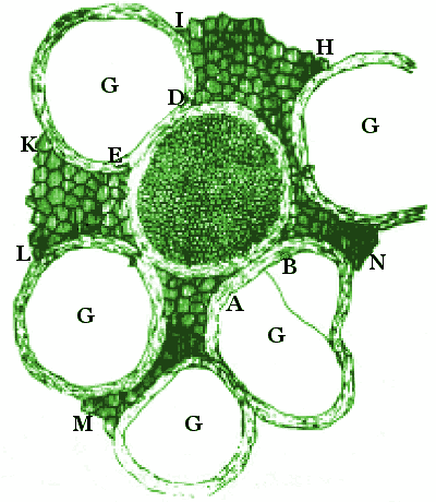 Nerve fiber by Antonie van Leeuwenhoek