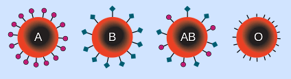 Blood Groups