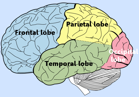 brain-lobes