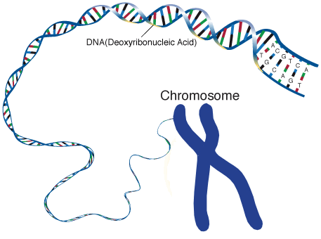 chromosome