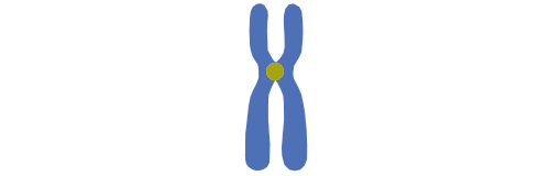 chromosome