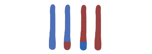 four chromatids