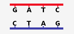 DNA base letters