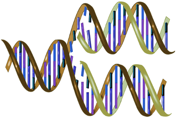 DNA