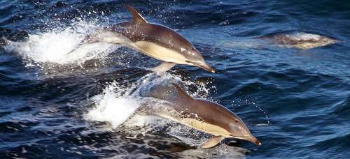 dolphins