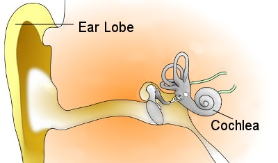 ear-cochlea