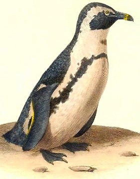  penguin by Cuvier