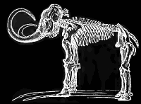 mammoth skeleton