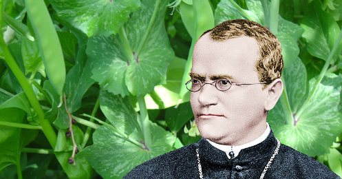 Gregor mendel