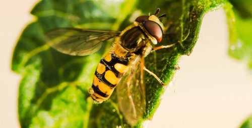 hoverfly