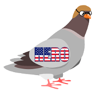 kamikaze pigeon