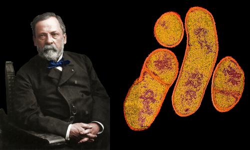 Where did Louis Pasteur do his work?