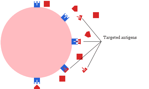 schematic of lymphocyte.