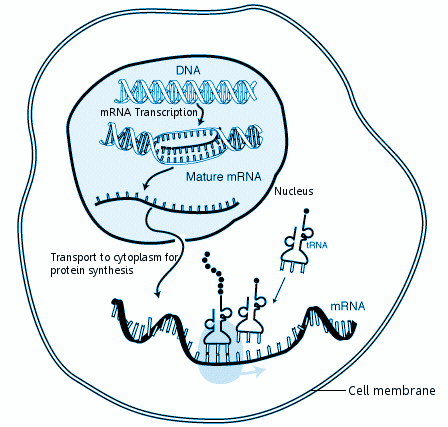 mRNA-transcription