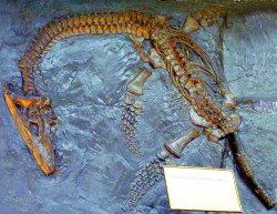 Plesiosaurus macrocephalus.  Image by FunkMonk.