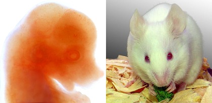 mouse embryo and adult
