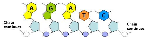 nucleotide chain