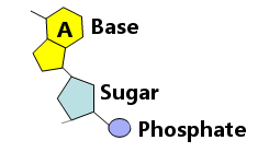 nucleotide