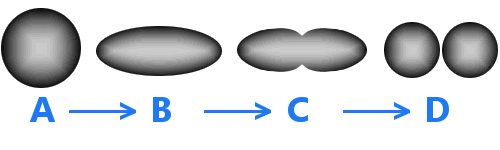 nucleus liquid drop