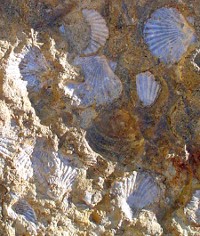 Sea shells in rocks