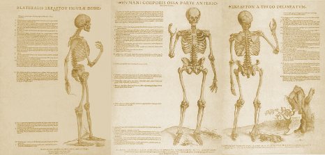 Skeleton diagrams
