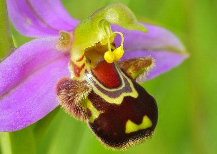  bee orchid