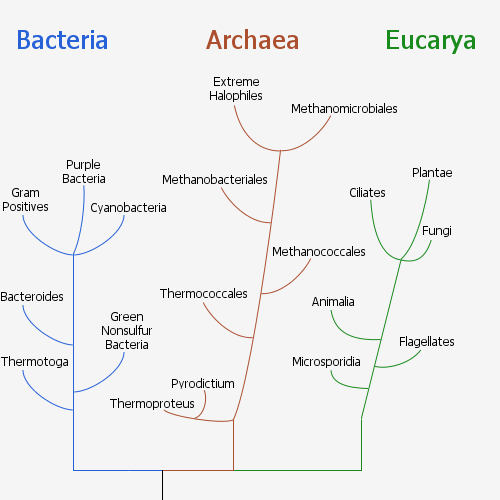 What are the 3 domains of life and their characteristics? Three Domain  Classification by Carl Woese